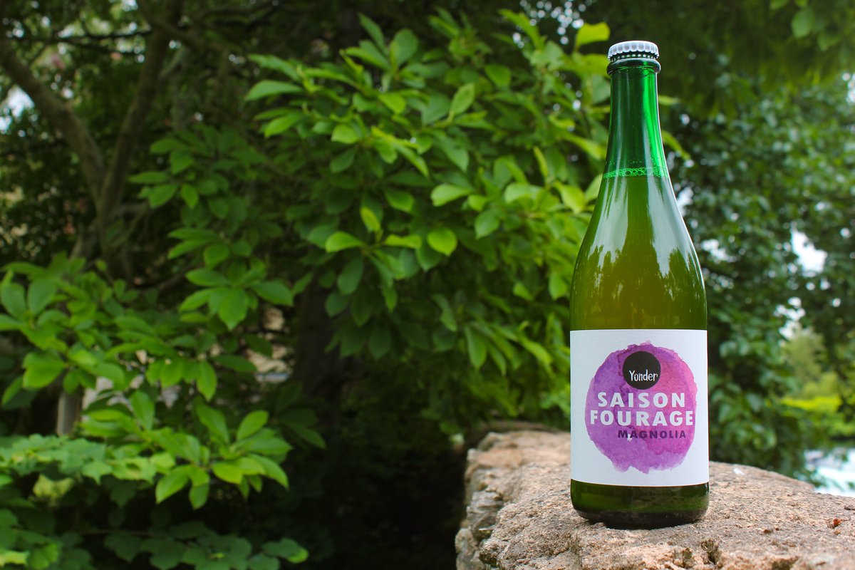 We launch our next seasonal saison tomorrow – brewed with our house culture &amp; conditioned over foraged magnolia petals, it combines lemon &amp; cider-like funk with spice &amp; floral notes. Live on the webshop tomorrow, sign up to our newsletter for the launch!

mailchi.mp/brewyonder/sig…