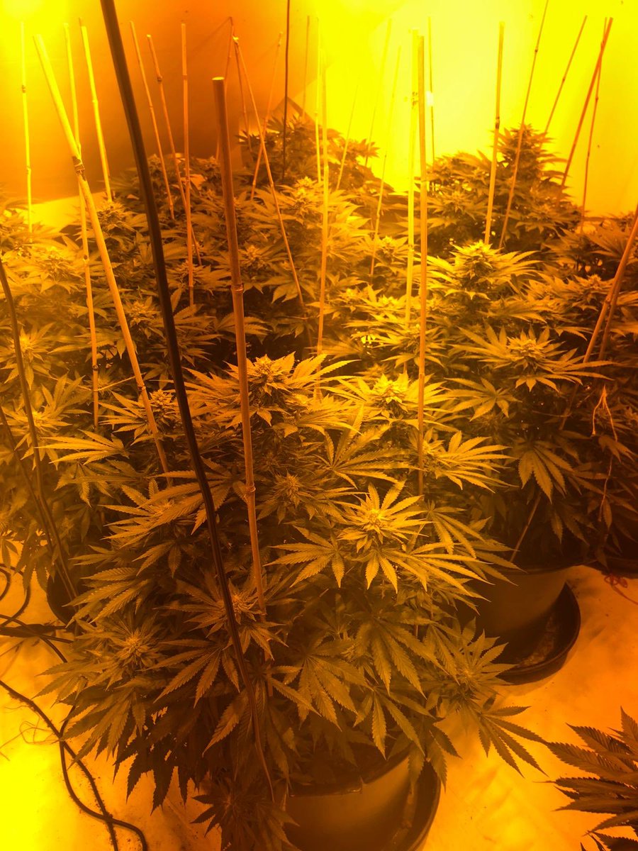 Another one bites the dust! Three cannabis farms in one week, £300,000 worth of cannabis NOT hitting the streets of Keighley any time soon 👍 <a href="/wyp_Inspkhan/">Insp Khalid Khan</a> #policingkeighley <a href="/WYP_NHW/">West Yorkshire Police Neighbourhood Watch</a>