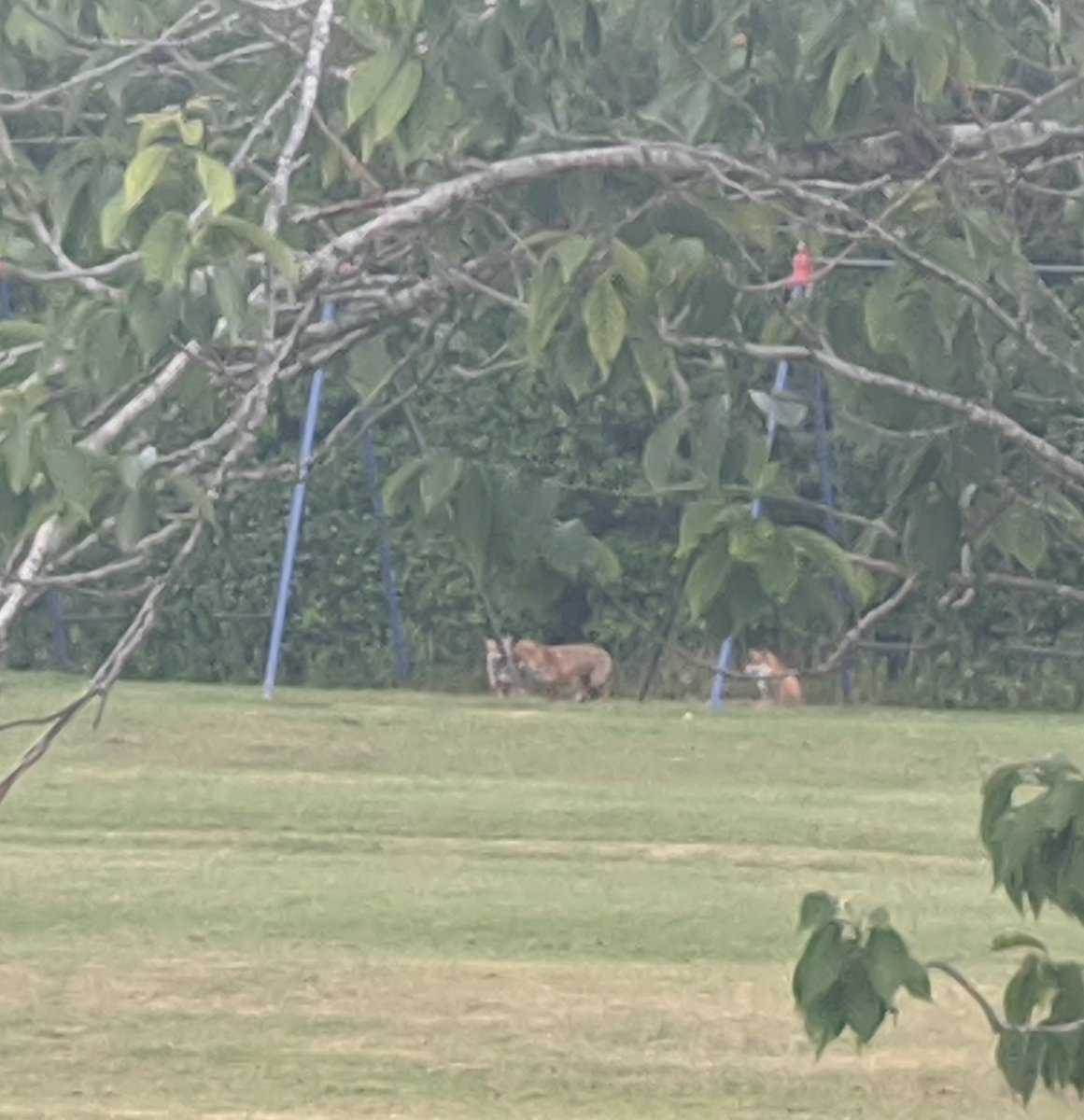A family of 3 foxes over at the play area right now... #wildlife #WildlifeWednesday #wildlifefrommywindow