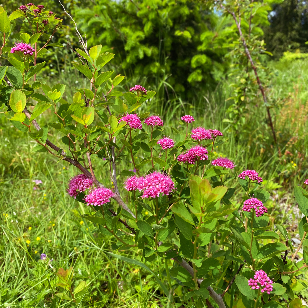 FoDiscoveryPark's tweet photo. Mountain Spirea blooming this week in Discovery Park. ..
..
..
..
#discoverypark #fortlawton #wildflowers #flowers #nature #seattle #seattleparks #urbanforest #friendsofdiscoverypark @seattleparksandrec #spirea #mountainspirea https://t.co/qezOgbyhl7