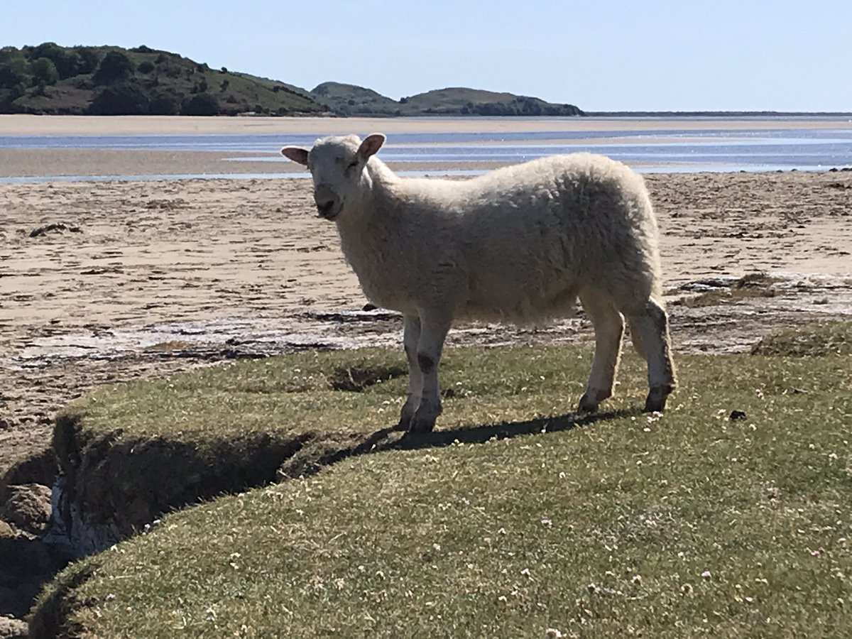 Glastraeth's tweet photo. Blaswch ein #CigOen #Glastraeth y Ddwyryd, sy’n gig arbennig ac iachus 👌 Ar gael nawr yn Cigydd Penrhyndeudraeth neu holwch eich cigydd lleol ond sicrhewch ei fod yn wir #glastraeth lle mae llanw yn gorchuddio’r porfa yn reolaidd! #yagym https://t.co/Pja68NB48G