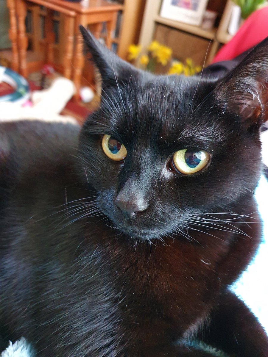 Bo_the_Panfur's tweet photo. It ma 7th Gotcha day ta day pals https://t.co/vzgvl76R5s