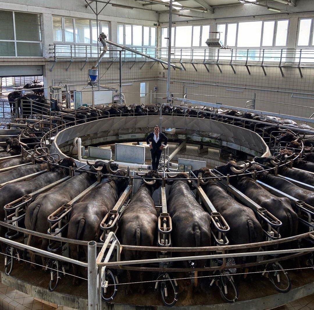 Görseldeki kıro gereksiz, haliyle fotoğraf da gereksiz ama bu bir süt sağma otomasyonu yani “white chocolate mocha”nızdaki white bu 🤦🏻‍♂️