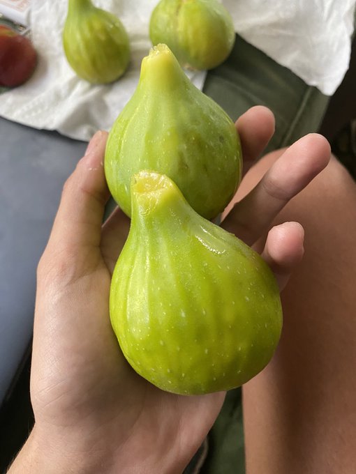 the figs from my neighbors tree that hangs into my yard are fucking YUGE and tasty i am going to buy