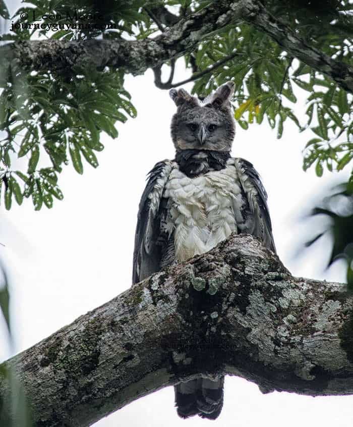 HarleyShah's tweet photo. Real birds that make me want to cry https://t.co/a90bS5wxV9