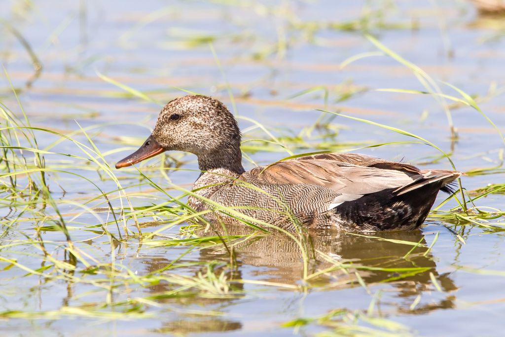 CalWaterbirds's tweet photo. There are two species of duck that frequently nesting near or in California rice fields. Can anyone identify these two species?
Photos: Leslie Morris
#waterfowl #pacificflyway #ducks #duckID #nesting #WildlifeWednesday https://t.co/WBJfu4AH91