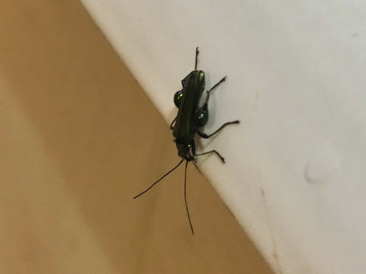 lilcoitykitchen's tweet photo. Bug friend on the bathtub. Not sure what he is. I love bugs π₯° #bugfriend He has really cool knees! https://t.co/MGcGtSax0t