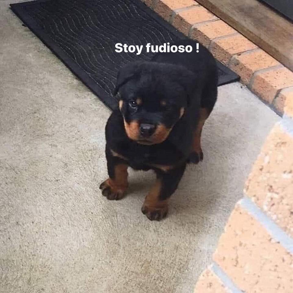 CroquetasChop's tweet photo. Cuando tu dueño no te pide tus Chop!😡 https://t.co/Ka5tfJCJJ6