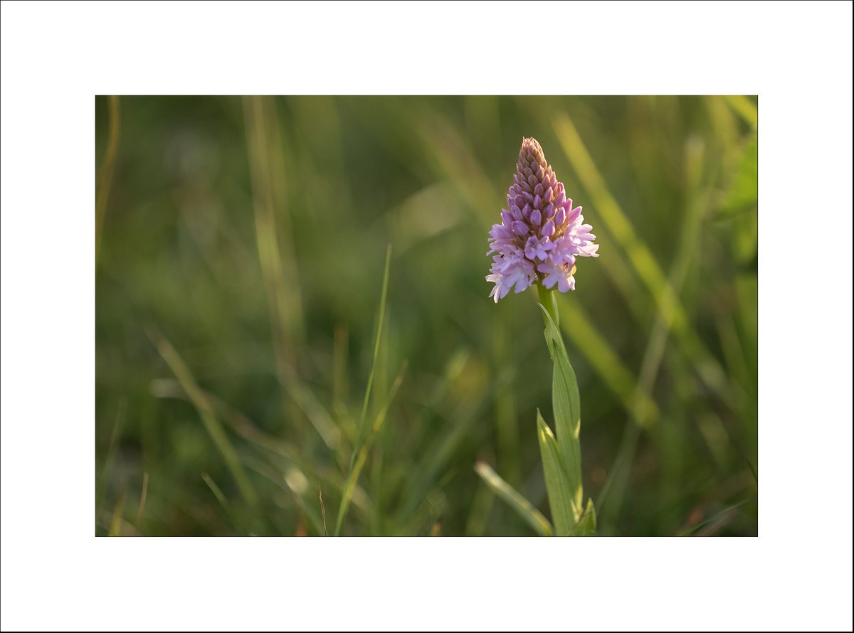 This pale variant of pyramid orchid caught my eye the other day.
<a href="/beptondown/">Bepton Down</a>