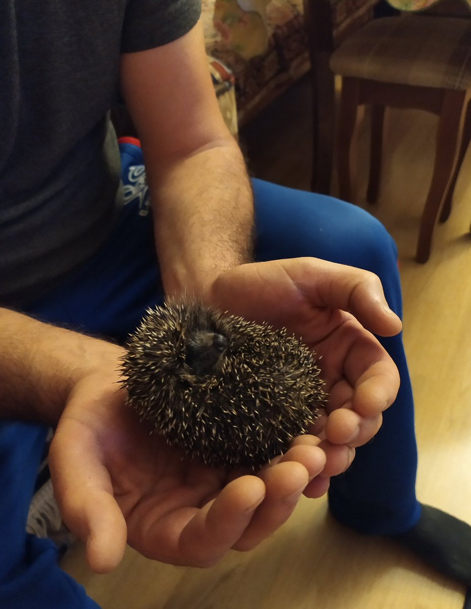 Ежик внутри. Тело ежика. Морской еж деликатес. Гонады морских ежей. Морской еж разделанный.