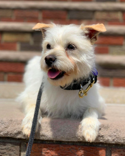 FindABuddyNYC's tweet photo. Sera is a female Terrier Mix looking for a new family! https://t.co/jHYPYFJJwh https://t.co/e4Qa4OQPBk