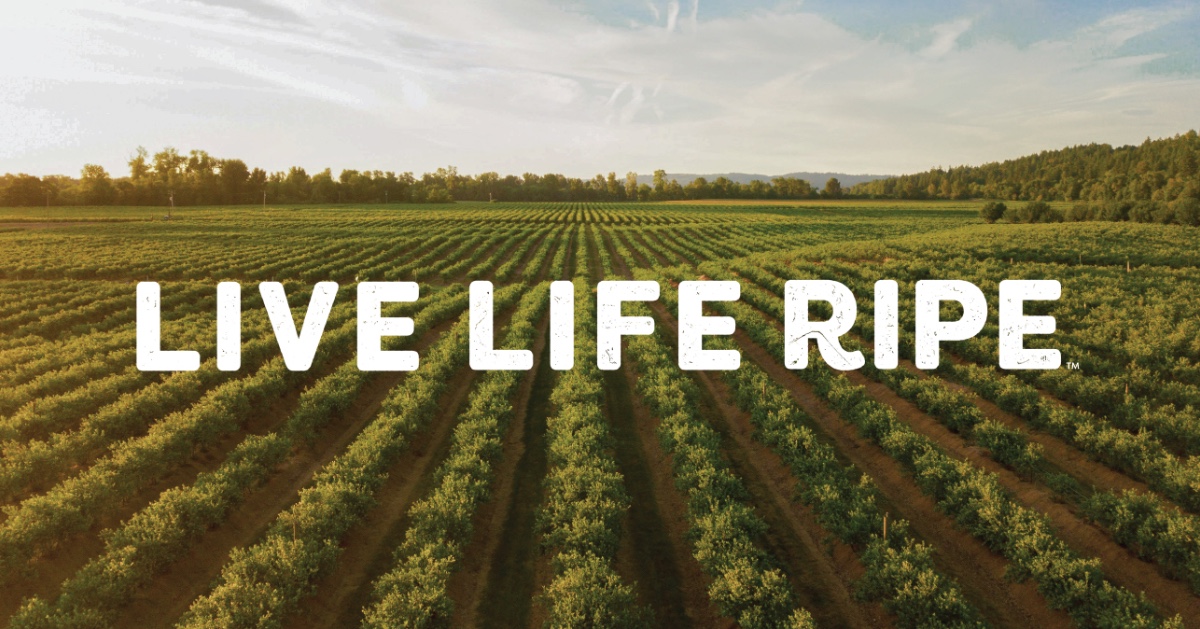 brandtfarms's tweet photo. We've been preaching Live Life Ripe for a few years now. This statement expresses our dedication to giving everyone the experience and flavor of “just-picked” ripe fruit. It's the purpose behind our hardworking farmers.
#LiveLifeRipe #farming #harvest https://t.co/nc3E2YAX83