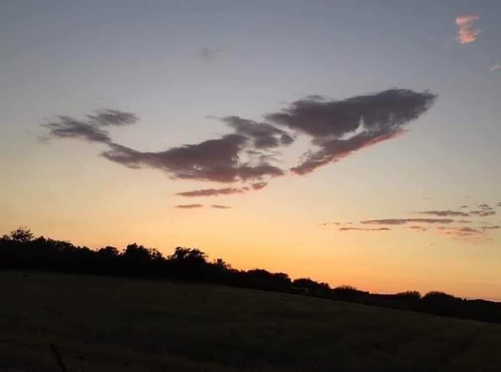 Guglielminetti's tweet image. Parce que toutes les baleines vont au paradis, c’est bien connu... #BaleineMTL (merci @GarsDesVues)