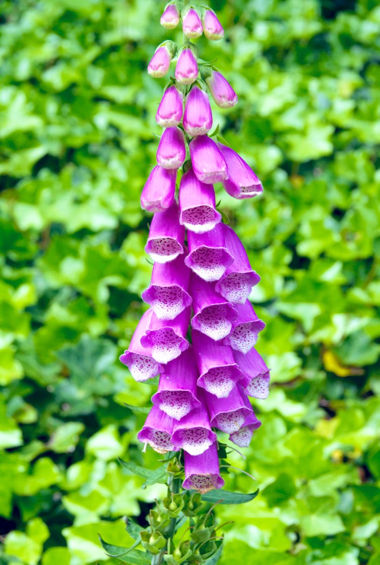 ladylolipops's tweet photo. Digitalis pupurea #foxglove #ladysglove #commonfoxglove #flowersoftwitter #NaturePhotography #amateurphotography #flowers #nature #photography https://t.co/TJiP0Oj10N