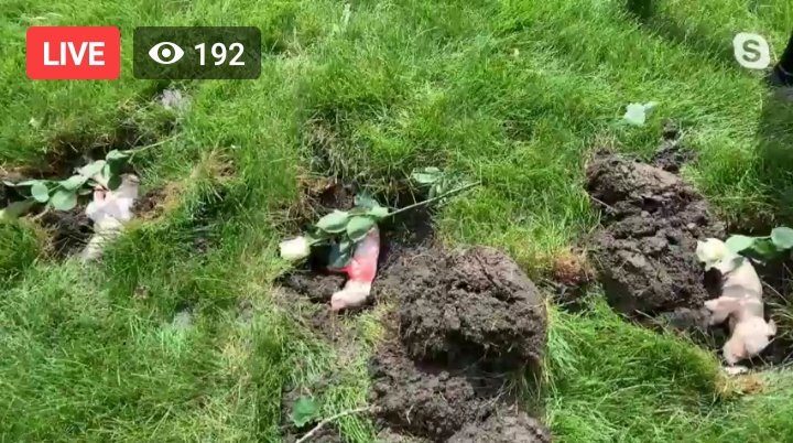 LIVE: Burying dead piglets gassed to death by Iowa Select Farms -- right at the multimillion dollar mansion of the company's CEO Jeff Hansen. Will ISF stop the mass killings &amp; release their pigs to sanctuary?
<a href="/IowaSelect/">Iowa Select Farms</a> #CancelAnimalAg

WATCH HERE:
facebook.com/directactionev…