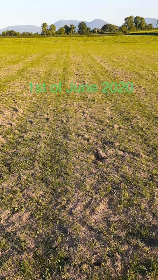 brianreidy75's tweet photo. Another local customer delighted today with results of Omex Nitroflo applied to grass seed on 1st June
“With 0mm of rain in the last 9 days since application, its exceptional growth. If we get some rain it will jump out of the ground”
#Results
#PremierAgriSupplies
#OmexNitoflo https://t.co/UdKMvxG54l