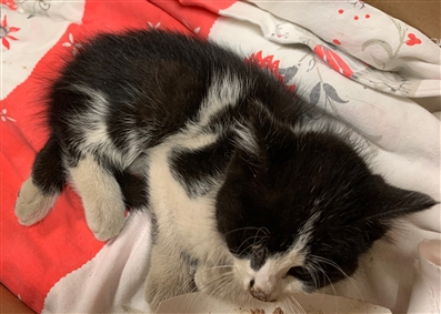 NYCDEATHROWCATS's tweet photo. HIGH RISK OF EUTHANASIA -Lateral recumbent and lethargic. Maggots seen in rectum.

Plan: as per Dr. 1697 send to MACC or BACC for possible euthanasia.

Kitten / Emaciated and Dehyrdated Kitten SHUBERT Needs to go to a Local 24hr Vet Hospital ASAP

https://t.co/IIagg46Wa2 https://t.co/lMPlpwHvEy