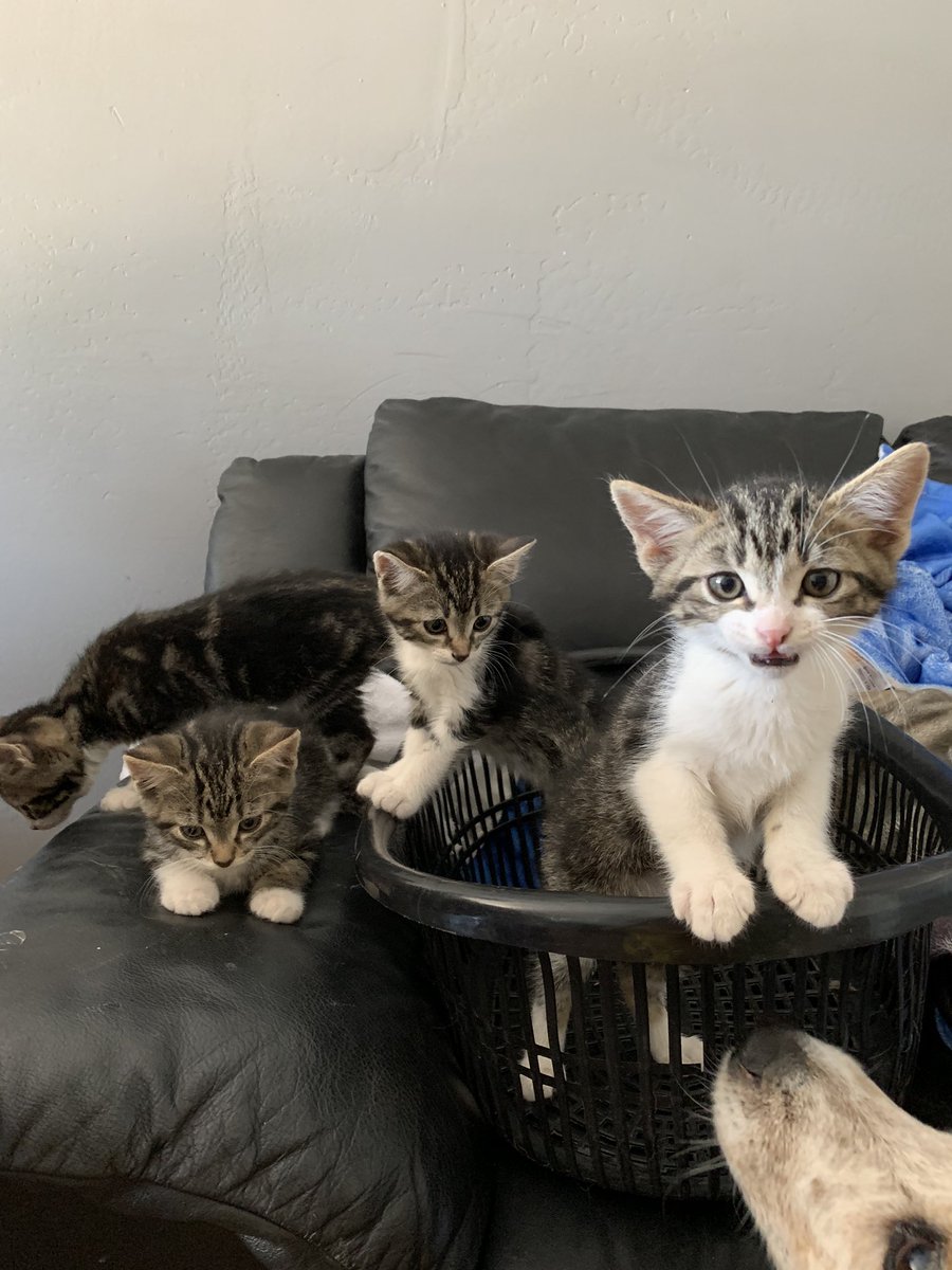 Luke114Sharp's tweet photo. Does anyone want a kitten? Dm me https://t.co/bOzzv0Z5tT