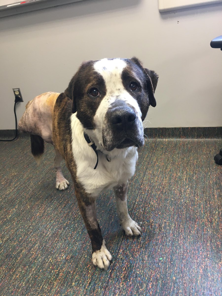 WinnipegHumane's tweet photo. Harley arrived at the WHS covered in dog bites. Find out how fundraising for Paws in Motion 2020 can give animals like Harley a second chance at life. https://t.co/YbgO4xZQHa #PIM2020

Thank you to @HillsPet for being #WHSHeroes and making stories like this possible. https://t.co/sFOHptuY81