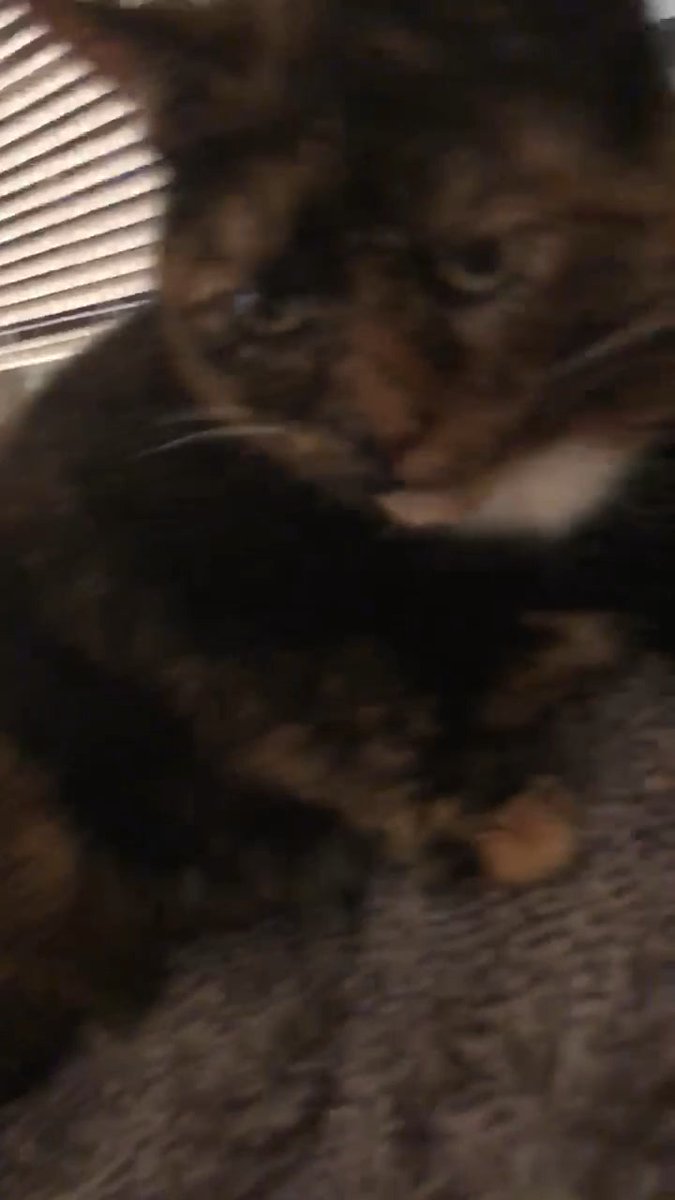 MeowMoeDotCom's tweet photo. She #Cromch the #Sun #Chips
#Cats #Cat #Kittens #Kitten #Kitty #Pets #Pet #Meow #Moe #CuteCats #CuteCat #CuteKittens #CuteKitten #MeowMoe
https://t.co/Mc0k9JFpWf https://t.co/BzWvilKwBT