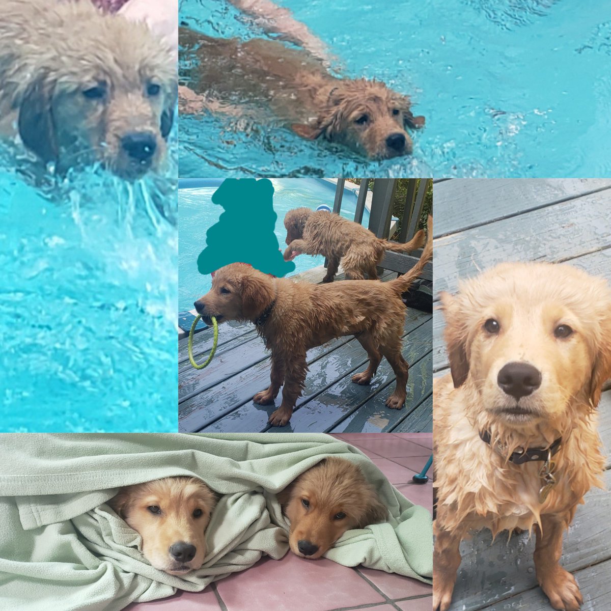Karmabear3's tweet photo. It was RUFF swimming in the pool today. Now we are all washed dried and warm. We love our humans 🐶 https://t.co/SraCJ8AnWK