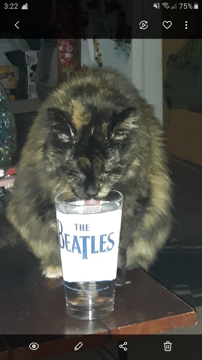 BeardsAndInk's tweet photo. @blurryderp2 This is Butts. Butt's primary source of liquid nourishment is kept in HER Beetles glass on top of our coffee table. She has a traditional water dish beside her food, but she doesn't fuck with it. #ButtsIsABoss https://t.co/mQHhTiAXBE