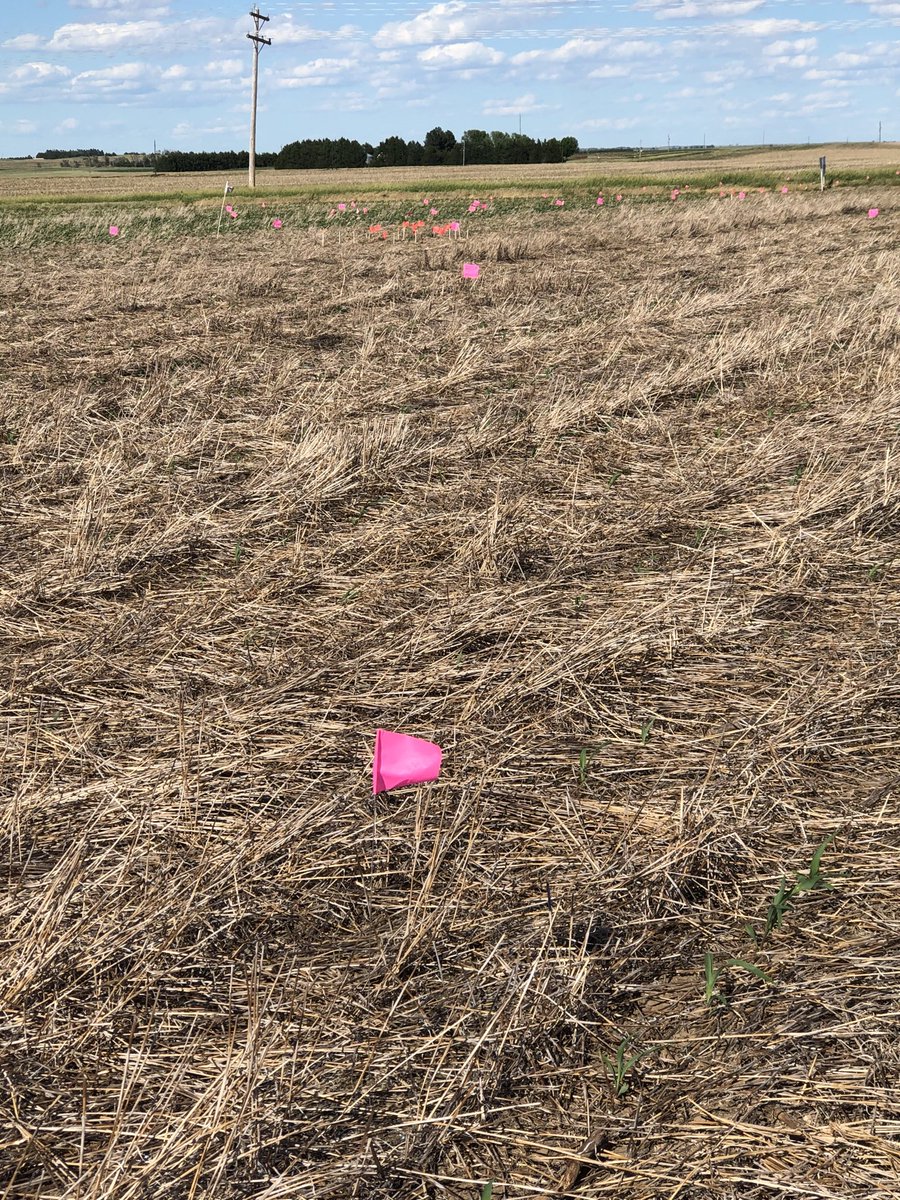 FVCJeffW's tweet image. Definitely cannot see the 60+ flags marking out our studies. Testing 12 diff herbicide combinations, blocks of Cu &amp;amp; B at 1, 2, 3 &amp;amp; 4 lb rates. Blocks of Zn at 3, 6 &amp;amp; 9 lb rates. Urea &amp;amp; Super U at 50, 100 and 150 lb N rates. 4 to put in elsewhere. Olivia and Noah ⁦@FVCoop⁩
