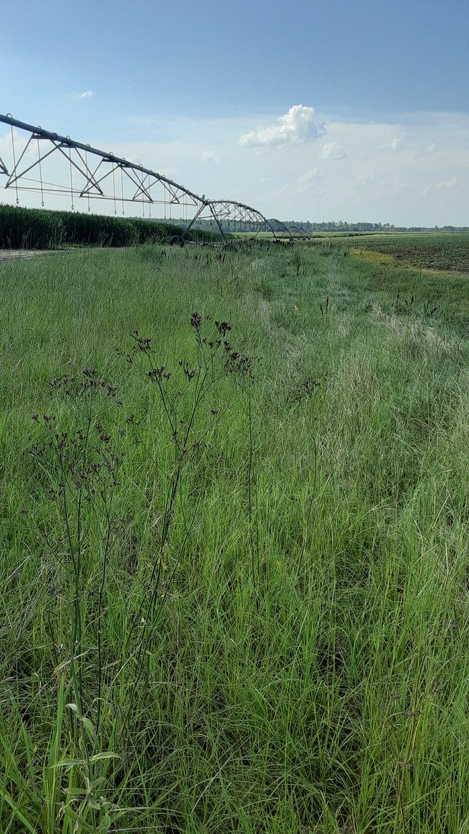 agrarian_life's tweet photo. Another great farm visit today with @henrydavisiii and #DavisFamilyFarm. Leaders in SWGA for #sustainableag using #precisiondecisions for BMP.
@GACottonComm @quail4ever @CottonInc #morequailperbale #nospray #nomow https://t.co/eOERLK2kIU