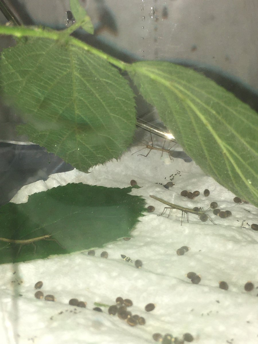 RachelKerridge4's tweet photo. @Wentworthonline 

Well it is definitely the season for our stick insects. Four nymphs is one week! 👶 👶 👶 👶 
The brown/black ovals with little gold tops are more eggs. The nymph that hatched last Monday was 15mm but has since grown to 25mm. https://t.co/FGULDkJjcv