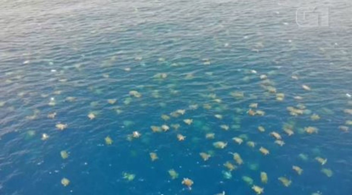 g1's tweet photo. Drone registra 64 mil tartarugas no mar em santuário na Austrália; veja VÍDEO https://t.co/BzgS5X31s5 #G1 https://t.co/suSEAiGiyV