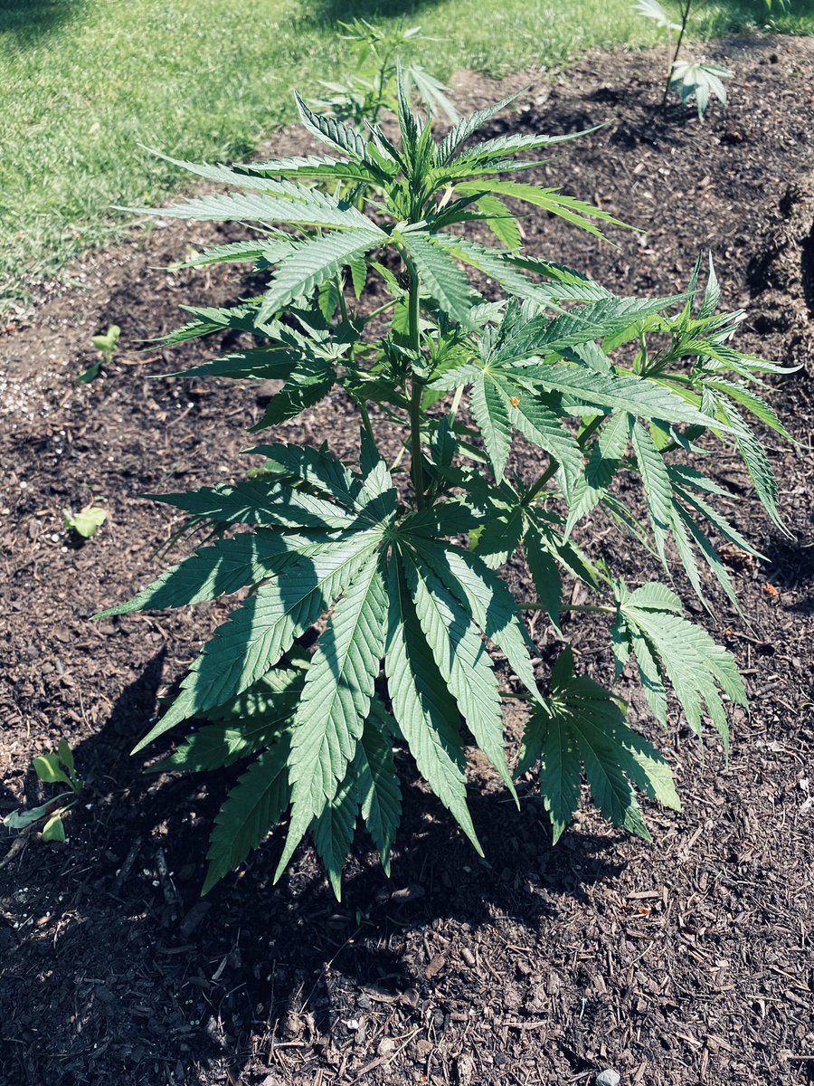 NiagaraMGs's tweet photo. A plant is a plant &amp; legal is legal (4 max).  No judgement; if you are growing cannibis this year- one of our younger (more exp.) master gardeners are happy to help guide you. 😉 We hear it is really  good for those achy bones https://t.co/CcRgvmu6XN
