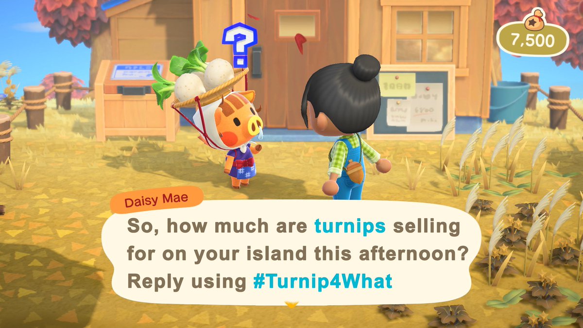 AC_Turnip4What's tweet photo. 🇺🇸 (PT) Reply using #Turnip4What with your Turnip Prices in #AnimalCrossing this AFTERNOON.

🛩️ Attach a Dodo Code if your gate is open. 
You can use https://t.co/eXqGtdMSue for creating queues!

Be kind to each other! #ACNL #TurnipPrices https://t.co/zHsDxWfwSp