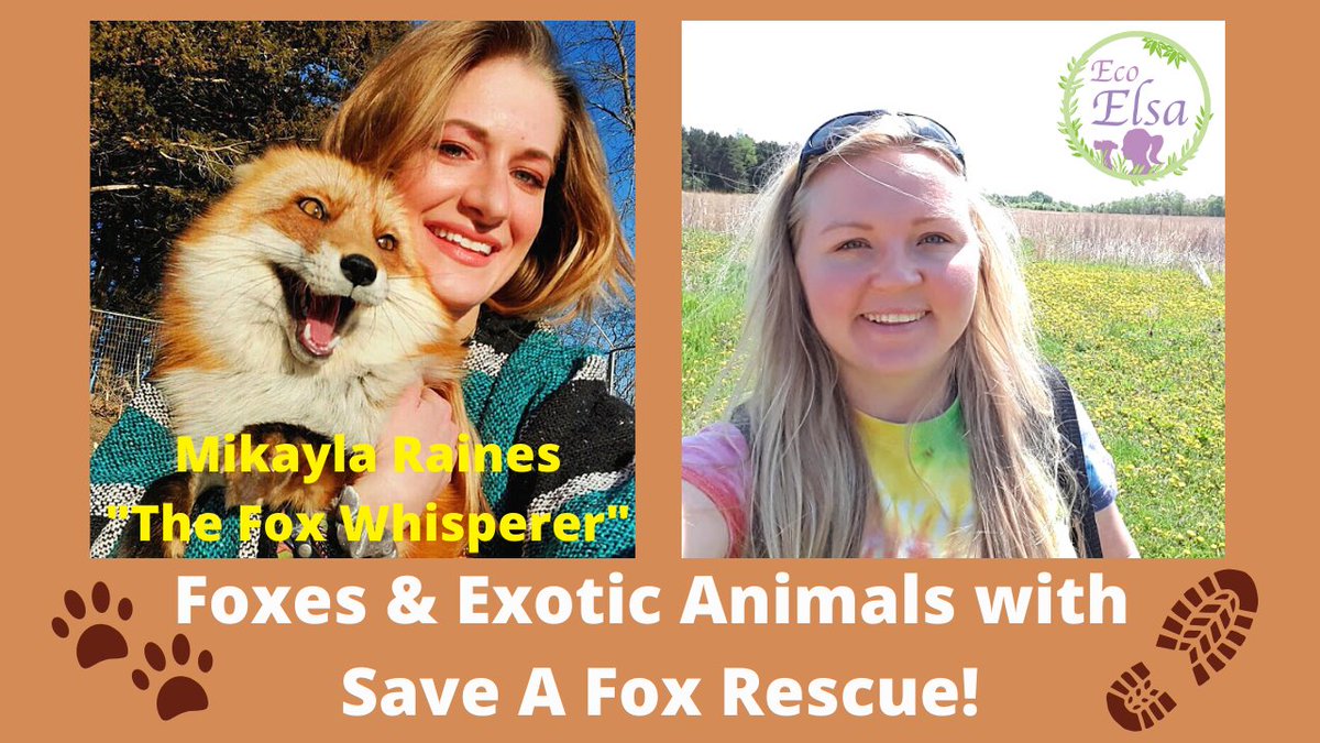 ElsaLitecky's tweet photo. In this week's video we have the amazing Mikayla Raines from Save A Fox Rescue on to talk about captive foxes as pets, running a rescue, and how we can help captive exotic animals whether by supporting rescues or what to do when picking a pet! https://t.co/QwFRA4lo7A #petfox https://t.co/OuguHDAyKP