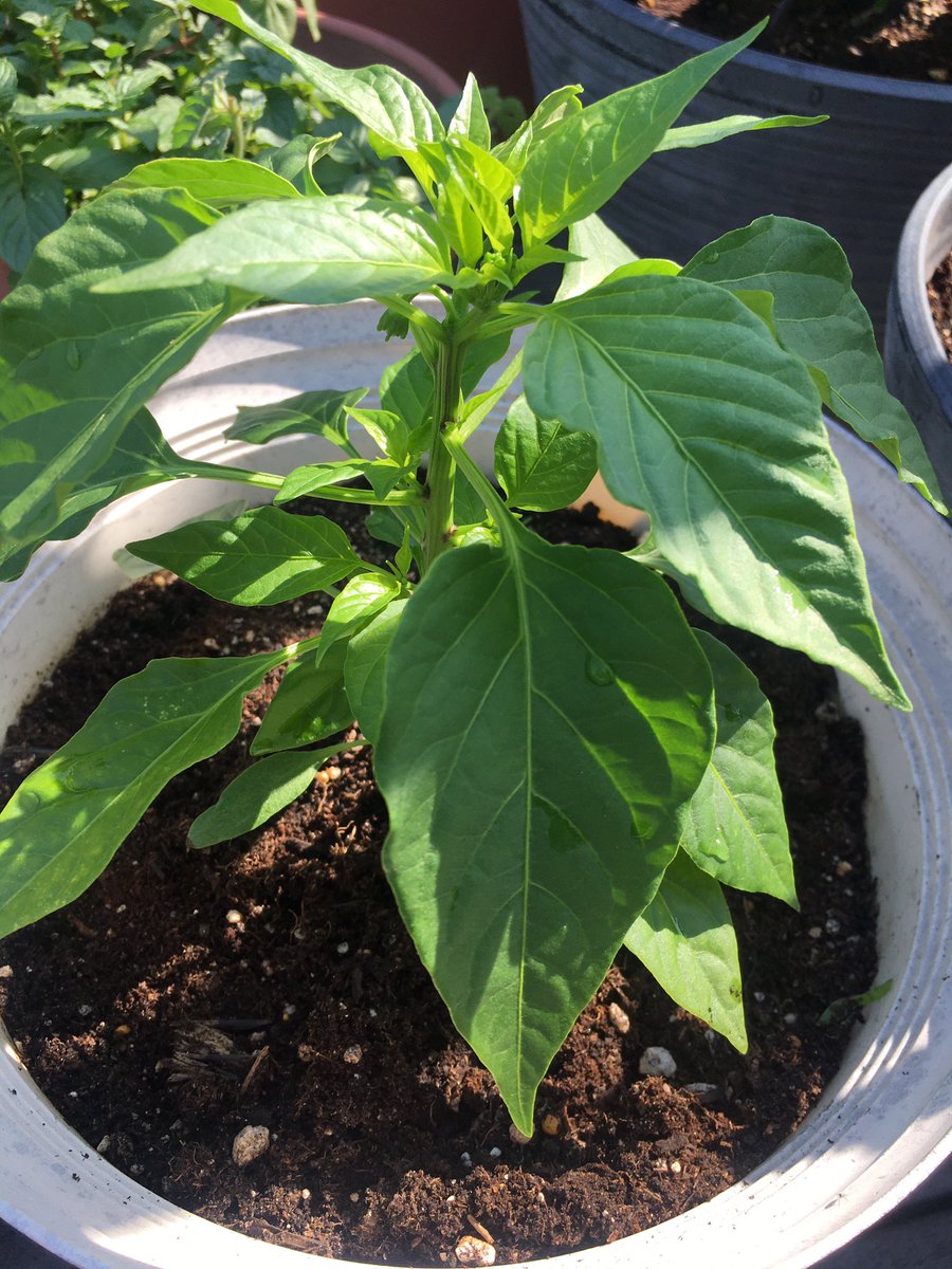 Update: These little pepper plants—that I sprouted from seeds taken out of random dried chillies in the pantry—are def growing up. Nature is fascinating and amazing. 