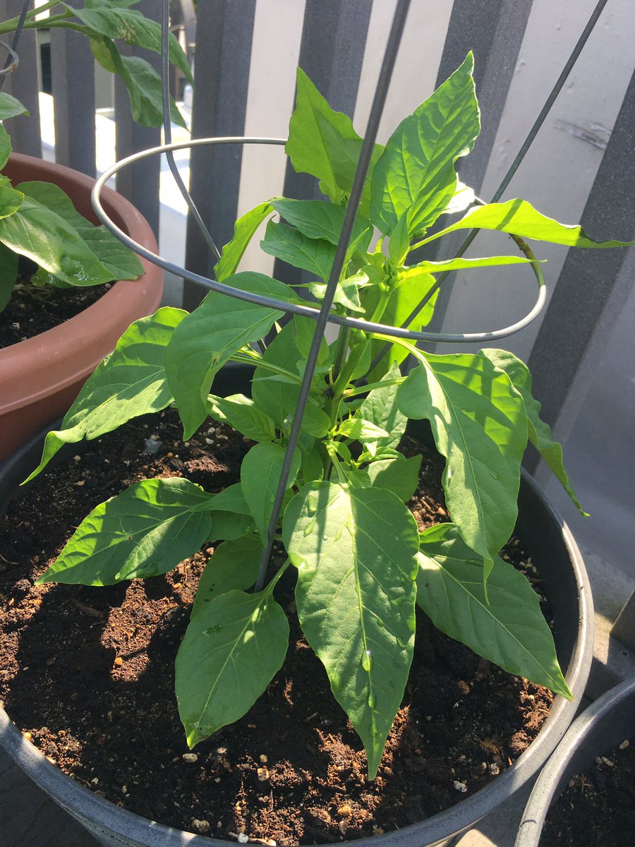 Update: These little pepper plants—that I sprouted from seeds taken out of random dried chillies in the pantry—are def growing up. Nature is fascinating and amazing. 