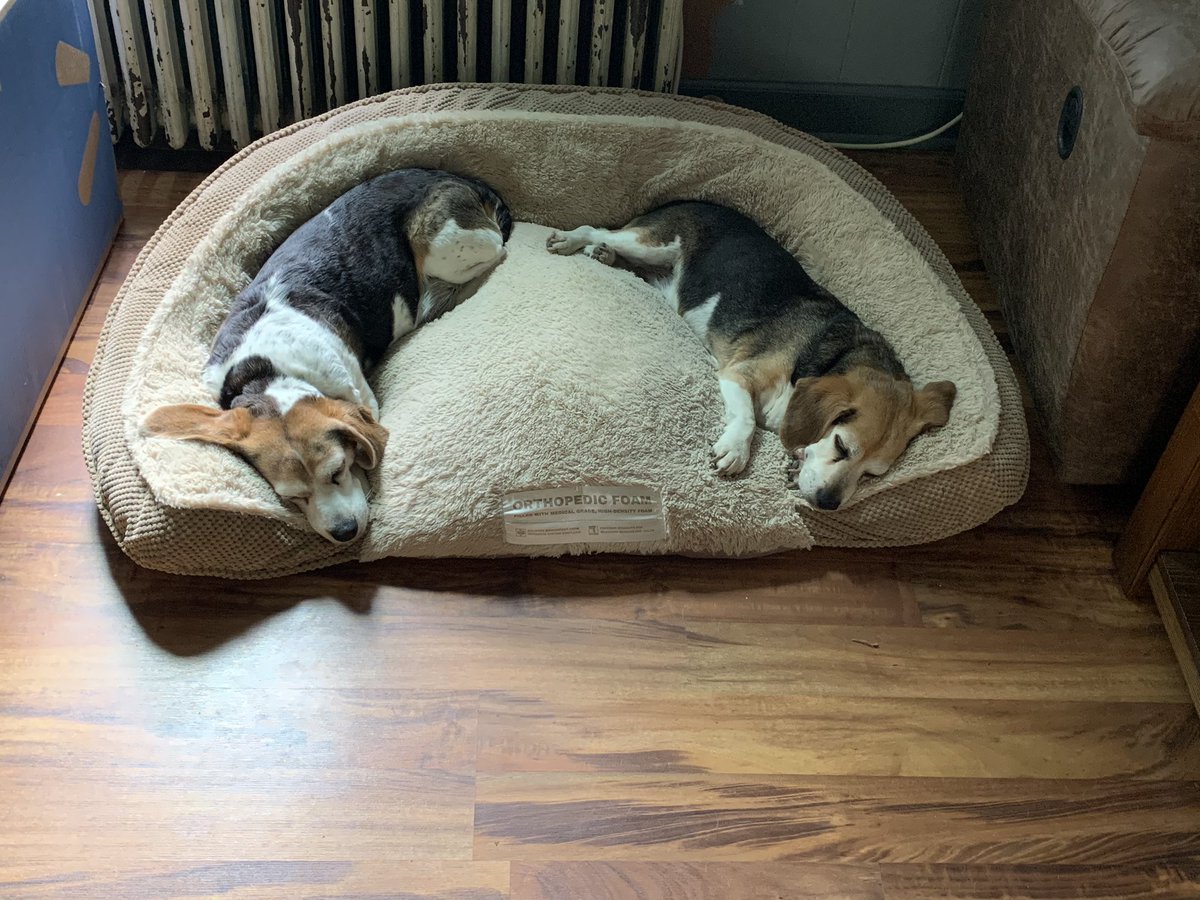 msfletch3's tweet photo. @beaglefacts @deutschheute ❤️❤️❤️ https://t.co/HTiBhTANJD