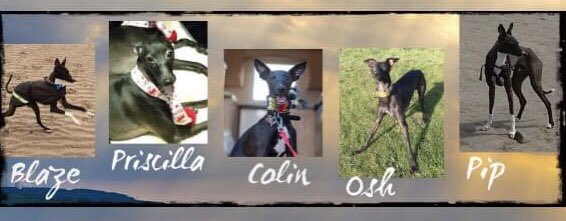 ColinDeDog's tweet photo. Me and my brothers and our sister are 5 today! 🎈🐕🐕🐕🐕🐕🎂 https://t.co/sLixPwWc2B