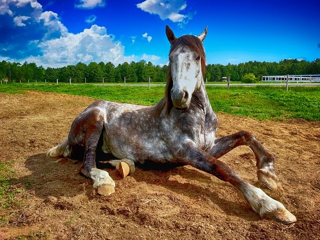 springtime_supp's tweet photo. When it comes to energy levels, both healthy horses and horses with an ailment may appear to have low energy. Learn more here:
https://t.co/cWiVpCwETC 
#SpringtimeSupplements #horsehealth https://t.co/UgjtUwiv0o
