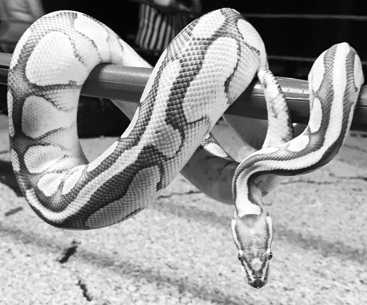 mistressMariaTR's tweet photo. 🐍 https://t.co/FsiOFrC35o