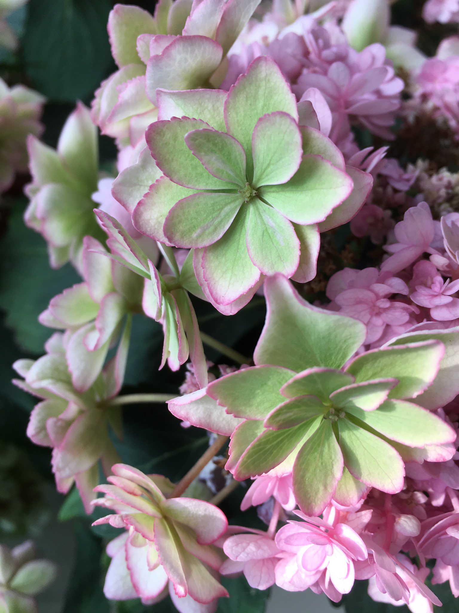 טוויטר ｃｉｅｌ ａｌｅｎｃｏｎ シエル בטוויטר 紫陽花ひな祭り 名前の意味が分かった気がする 緑になってきたらピンク ホワイト グリーンのひな祭りカラーになった 園芸 ガーデニング 紫陽花 T Co Nyamavsswr