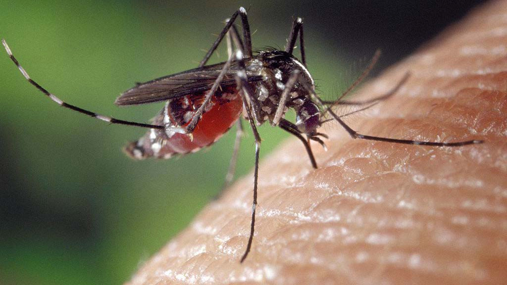 nbcchicago's tweet image. Illinois Says Batches of Mosquitoes Tested Positive for West Nile Virus in River Forest, Evanston nbcchi.com/JCyPSCX