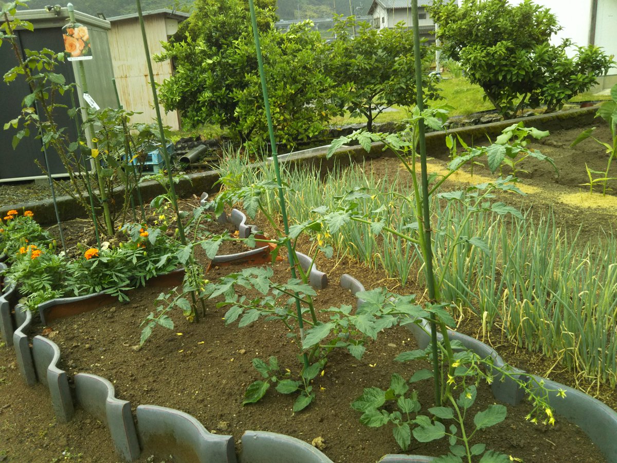 脇芽苗の斜め植え