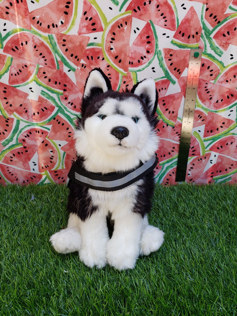 LilSproutCare's tweet photo. Ontop of being a rare stuffed animal he also comes weighted with glass beads and custom scented. Also! A vest, two patches and service sprout ID 🥺🌻🌱
Definitely a " treat yourself " sprout 
https://t.co/nV4VRURoux https://t.co/jB02EDTcvD