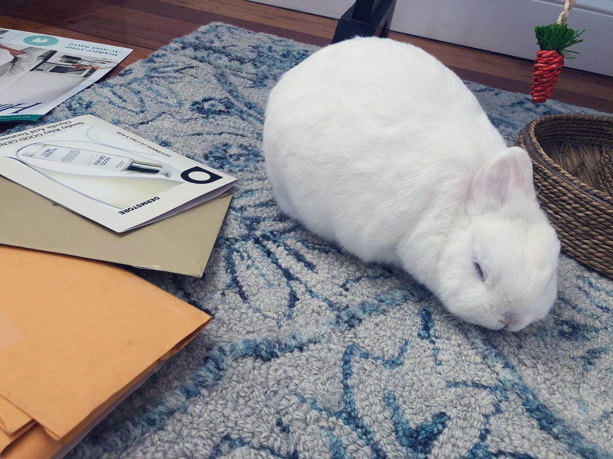 MagicZeBunny's tweet image. I have a v important job at mes house. We have a mail slot dat comes right into mes room! At first, our mail person scared me with ze mail flying in. Not anymore, but I usually sleep right thru dat. Not today! Mes chinned our mail + did ze job of sorting dat junk #BackToSleep 📫