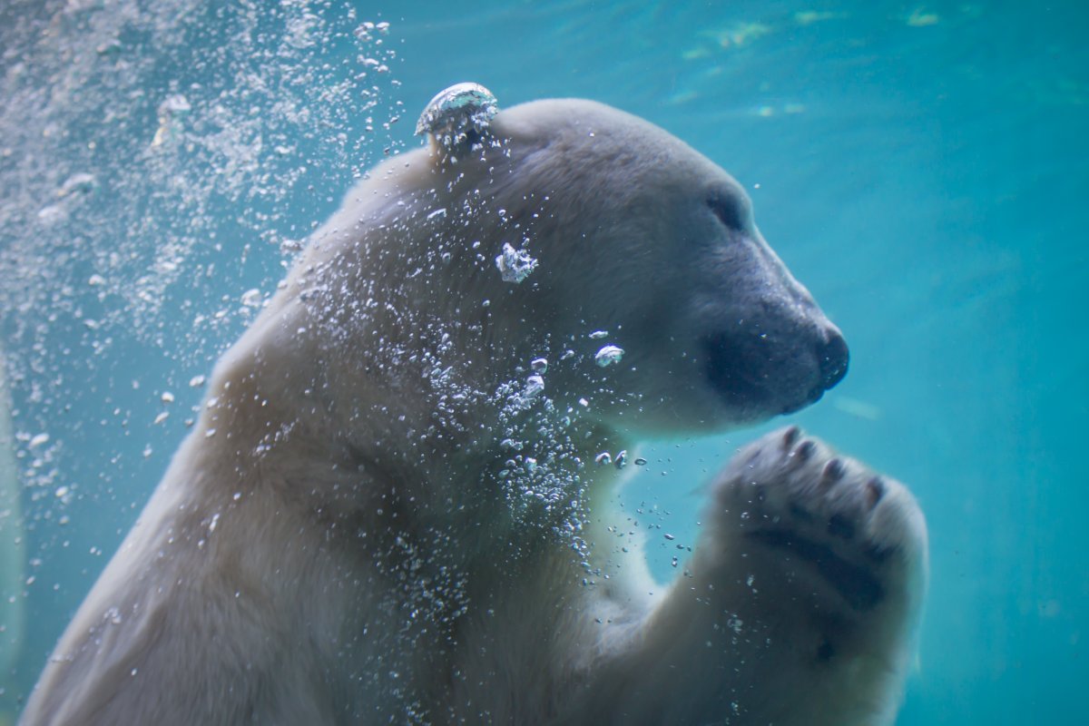 Assiniboine Park Zoo tweet media