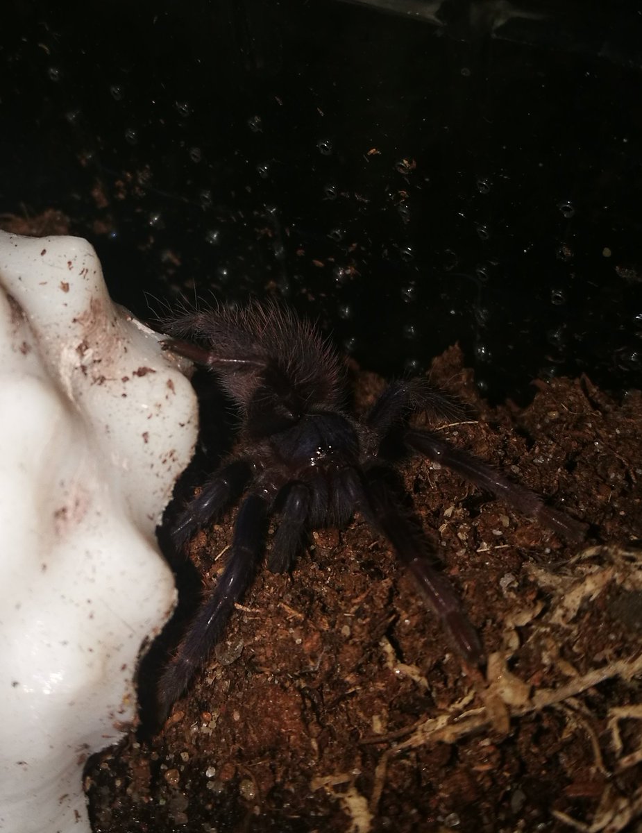 My fat princess again... #pet #petspider #tarantula #cool #love #animals #nature