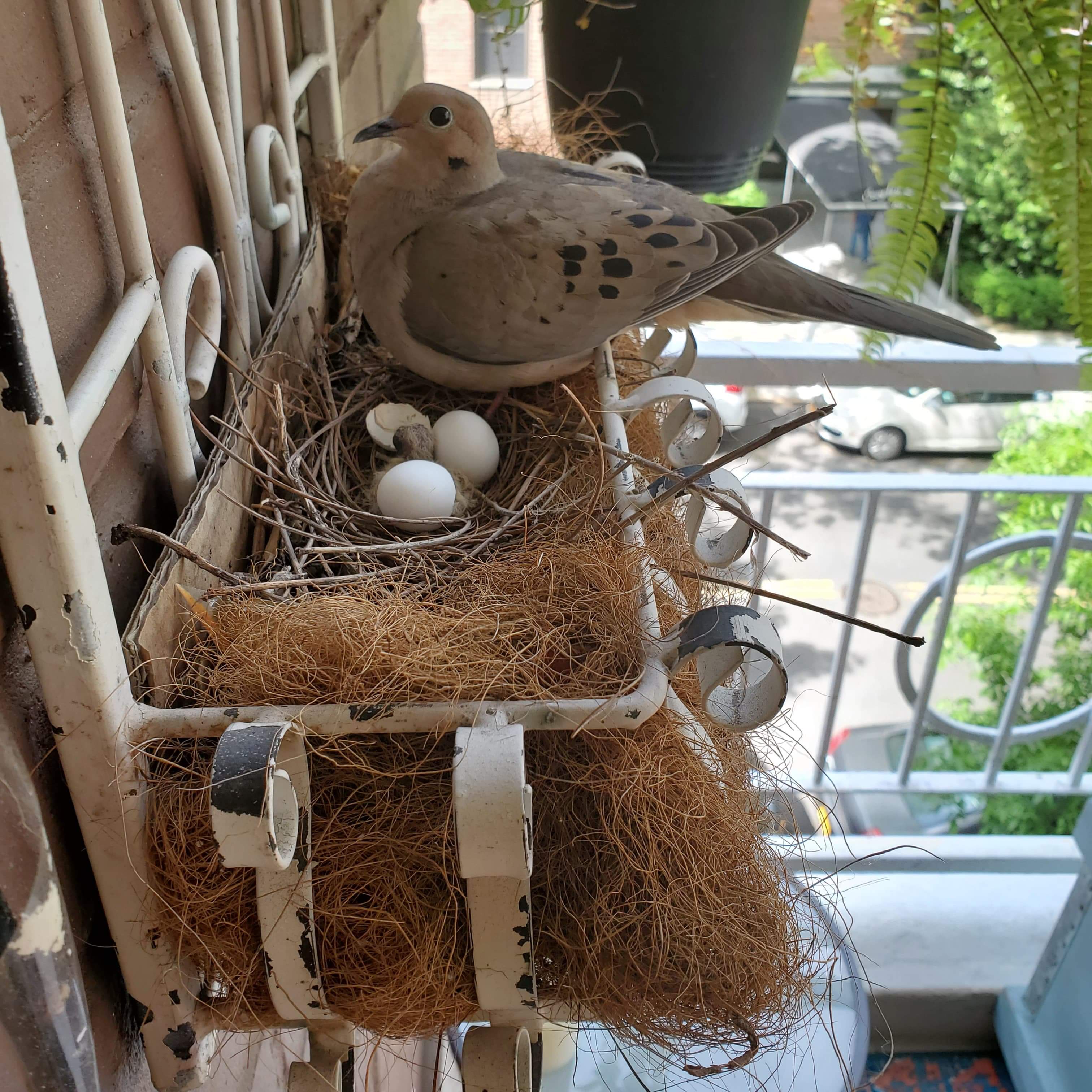 Nyc Parks Meet Some Of Riverdale S Newest Residents Newborn Mourning Doves These Baby Birds Are Just A Week Old Mnjanik Captured This Beautiful Experience From Her Balcony Wildlifewednesday T Co 3rwemxibb2