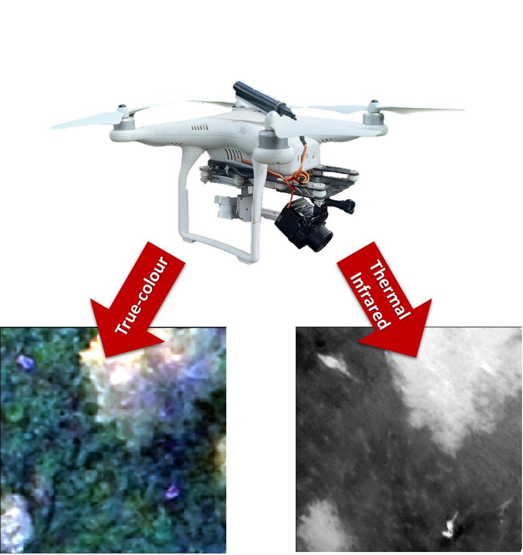 paul_royall's tweet image. #mdpidrones Evaluating the Efficacy and Optimal Deployment of Thermal Infrared and True-Colour Imaging When Using Drones for Monitoring Kangaroos  @MDPIOpenAccess A cracking paper 📸 🦘🦘🦘🦘 doi.org/10.3390/drones…