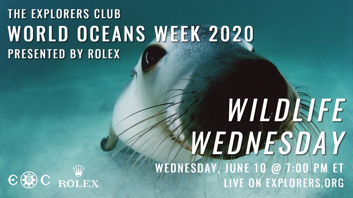 ExplorersClub's tweet photo. Have you been following the #WildlifeWednesday trend that has taken social media by storm? Join us tonight for #WorldOceansWeek2020, and hear from experts on the cutting edge of ocean wildlife conservation. Stream at 7PM EDT - https://t.co/E42r1DZ36L
@pcousteau @ashlancousteau https://t.co/uV6wCFBlbg