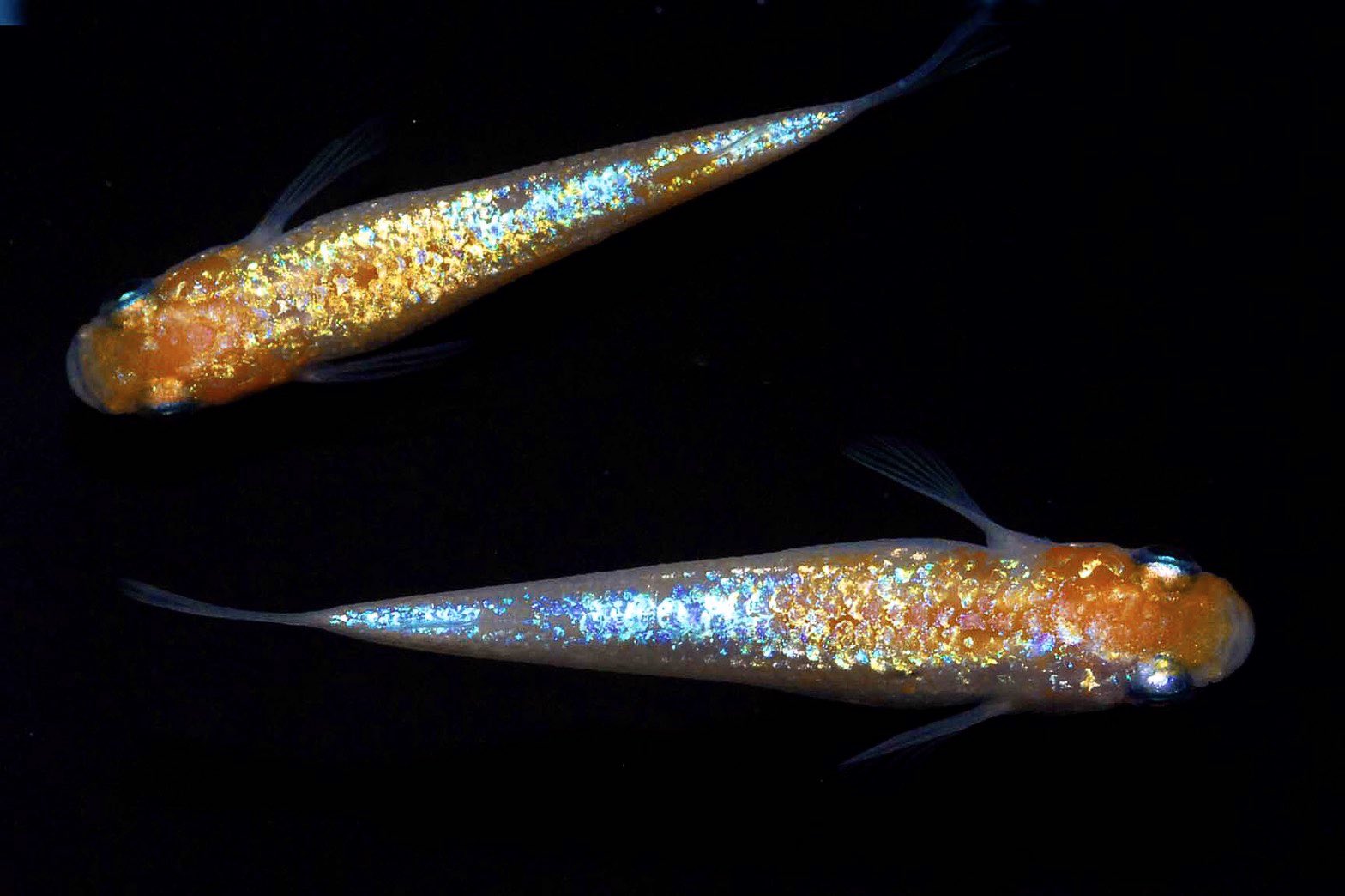 上州めだか プレゼント企画 今回は今年発表の上州めだか オリジナル品種である王華と月華です 王華 若魚 5匹 1名さま 月華 兄弟魚 1ペア 1名さま 応募方法はフォロー Rt 〆切は15日18時になります 画像はイメージ 種親 ですのでご了承下さい